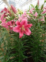 [4162 Resolute Mak No101.JPG]